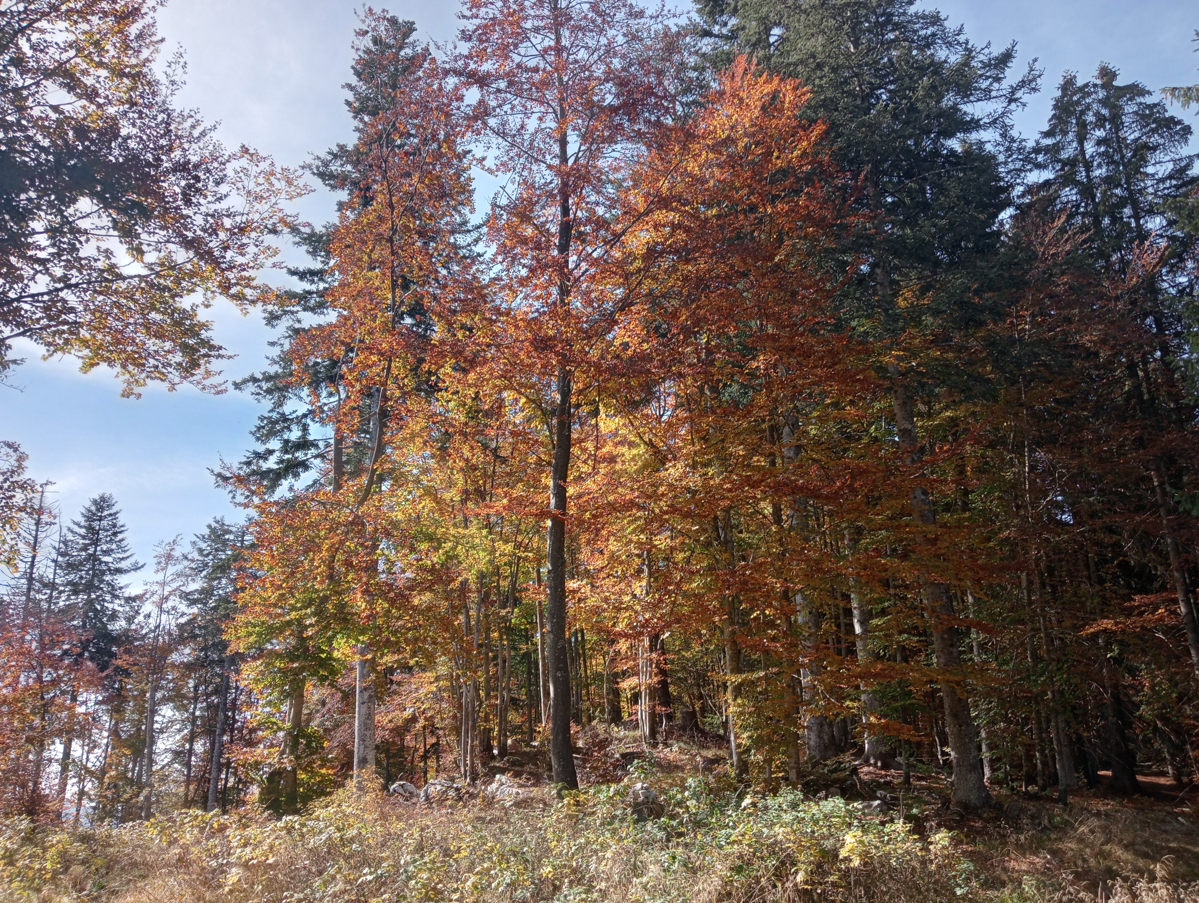 Immagine-19-foliage-03